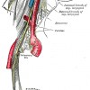 Are Your Heart Palpitations and Stomach Bloating Connected?