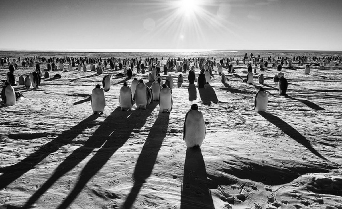 A group of Emperor penguins.