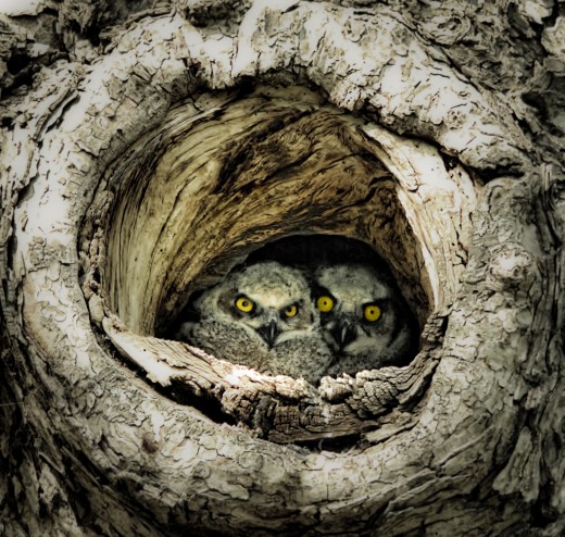 Two Great Horned Owlets