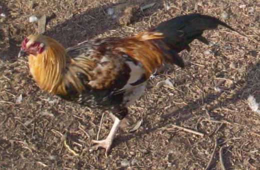 A mixed breed rooster. Probably primarily Ameraucana. 