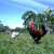 A rooster guards his hen while they look for treats in the grass.