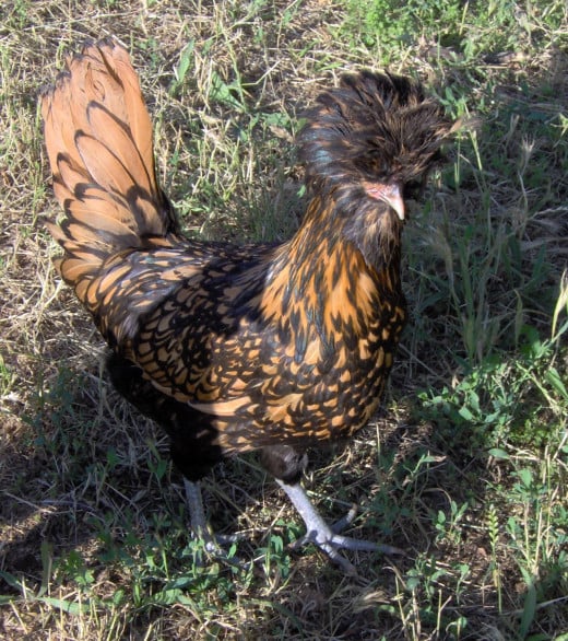 A Golden-Laced Polish Crested hen.