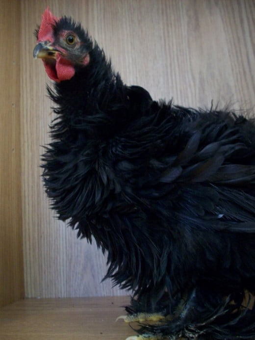 A bantam black Frizzle rooster.