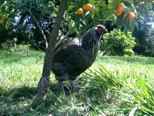 A Dark Brahma hen checks out a kumquat tree, looking for bugs or just anything interesting. She can roam where she will, doing whatever comes naturally.