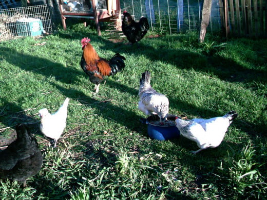 A flock of chickens eat table scraps, fertilize the ground, and produce eggs.