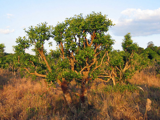 A Yerba Mate tree in the wild