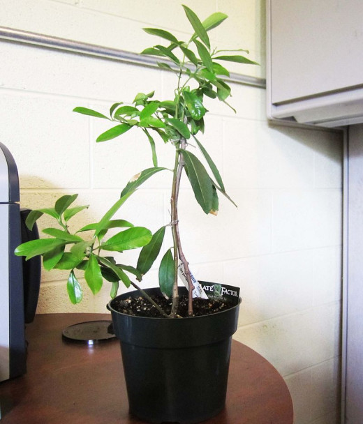 A small Yerba Mate plant