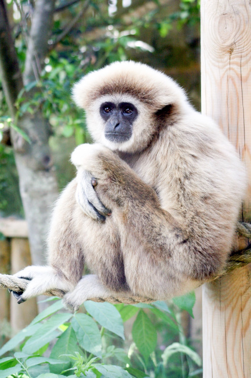 Gibbons - Vocal And Endangered Animals Of The Rainforest 