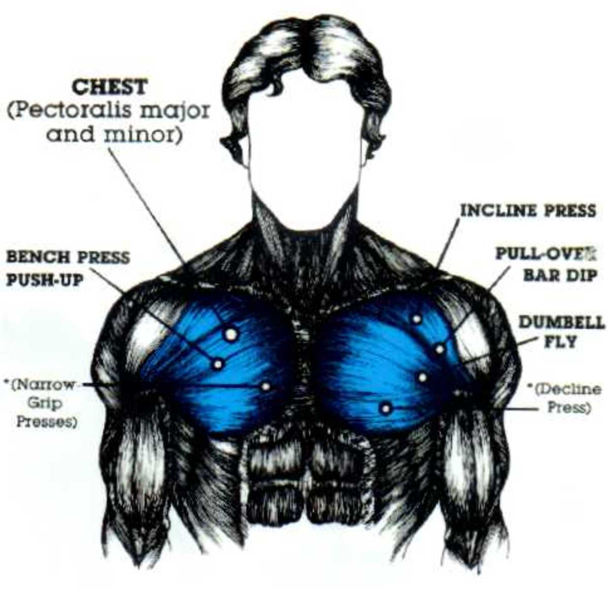 Developing Those Chest Muscles | CalorieBee