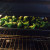 Place on the first rack of preheated oven. Place on the first rack of preheated oven.