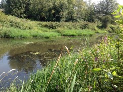 Himalayan Balsam and Still Creek in Burnaby Lake Regional Park