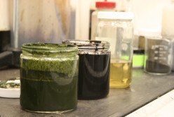 Biofuel breakthrough: algae converted into crude oil within an hour