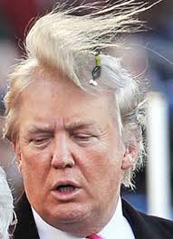 Donald Trump's Hair