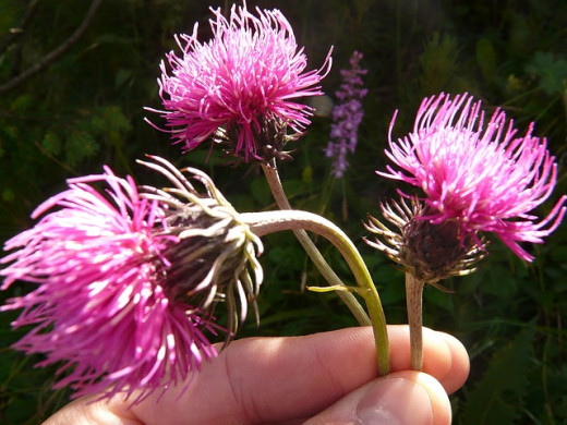 Pretty but unwanted thistles