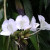 White flowers stand out in all of the greenery. White flowers stand out in all of the greenery.
