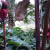 More Hawaiian Flowers & Plants More Hawaiian Flowers & Plants