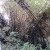 Gigantic Bamboos Gigantic Bamboos