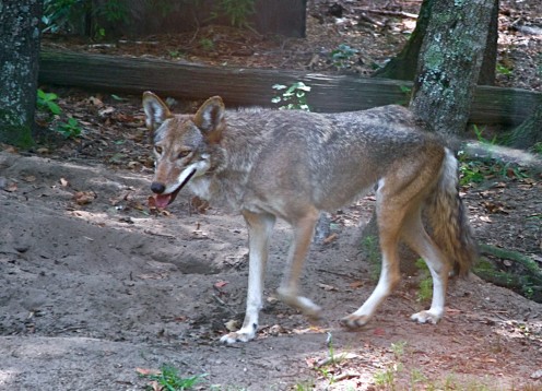 Red Wolf Behind Glass