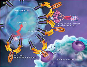 T-Lymphocytes or T cells are involved in: 1) inflammatory reactions. 2) increasing the numbers of cells for a strong defense of the body. 3) the destruction of cancer and infected cells. 