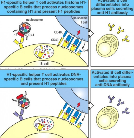 Autoimmune disease; Studies from the autoimmune regulator (AIRE) have shown that self-antigens expressed in the thymus play an important role in promoting deletion of selfreactive T cells. ( RA and Lupus Conditions)