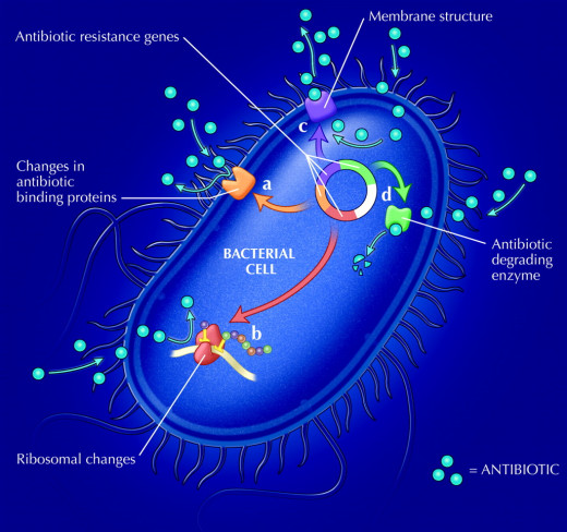 antibiotic resistant bacteria have been found in tissue from patients with sarcoidosis. ... inflammation and other autoimmune diseases, RA, Lupus.