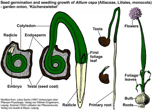 Researchers have found garlic to be effective in vitro against several opportunistic infections in acquired immunodeficiency disease, including candidiasis, newly developing autoimmune diseases (early RA signs), herpes and Cryptococcus infections