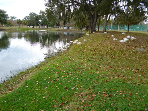 A flock of White Ibis near The Villages.