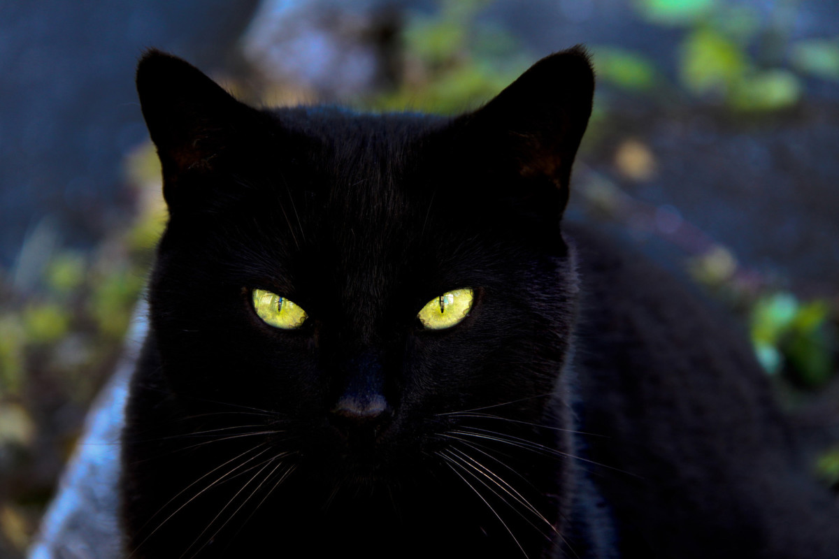 badass-names-for-black-cats-pethelpful