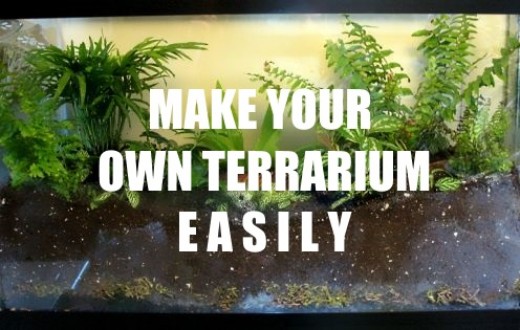 How To Make A Plant Terrarium Dengarden 9021