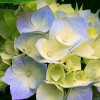 IRFAN AFFANDI profile image
