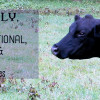 75 Classic Cow Names