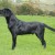 Black Color Labrador Black Color Labrador