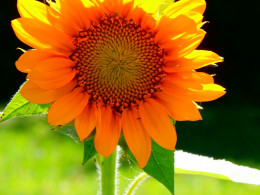 https://usercontent2.hubstatic.com/12606815_f260.jpg