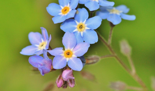 Forget-me-nots have become a symbol of remembrance.