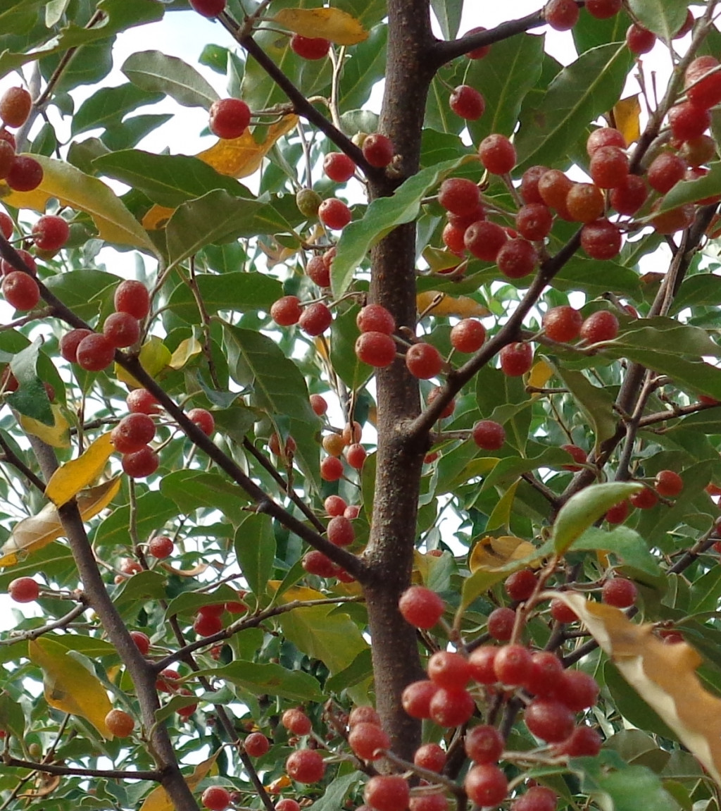 What to do with autumn olive berries hubpages