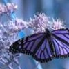 ButterflyWings profile image