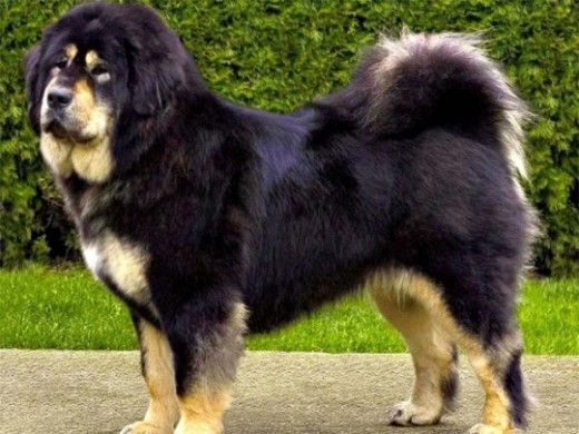 Top 10 Most Expensive Dog Breeds in India PetHelpful
