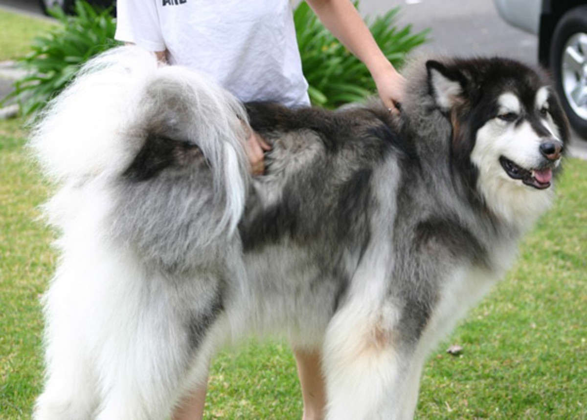 Top 10 Most Expensive Dog Breeds In India Pethelpful