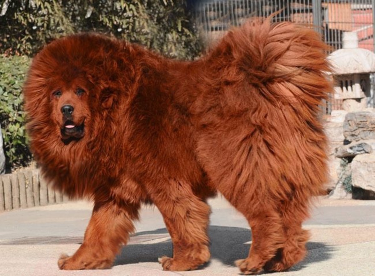 Top 10 Most Expensive Dog Breeds In India Pethelpful
