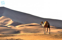 3 Most Popular Dubai Safari Tours In Dubai