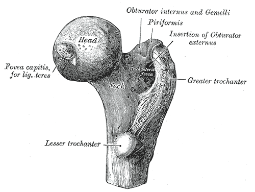 Femur ball joint showing Greater Trochanter
