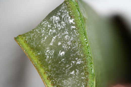 The two components of the Aloe Vera plant has its own use. The latex can be used as a alternative medicine. The gel can be used as cosmetic reasons. Cosmetics like body moisturizer.