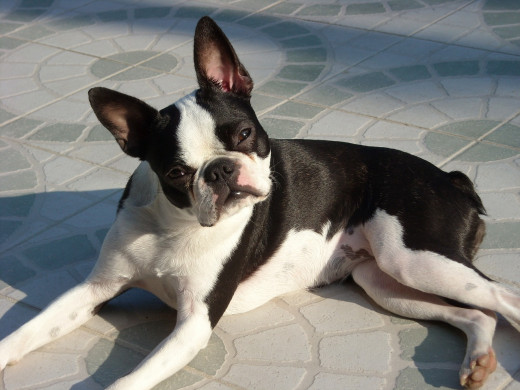 Boston Terriers are supposedly notorious for being finicky eaters