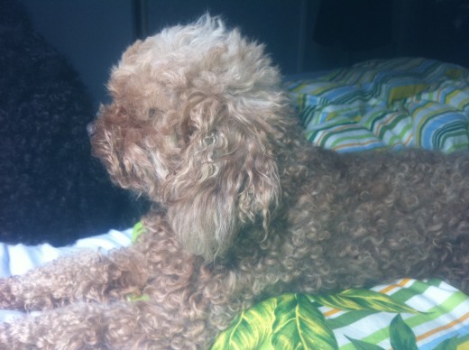 Our toy poodle Ginger. I'm sure she coud outsmart a leopard.