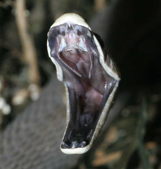 Death reaches out.  The Black Mamba is world's deadliest