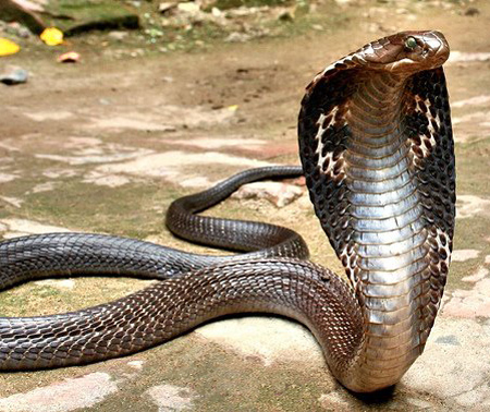 Most magnificent venomous reptile.  Noble King Cobra.  Rarely attacks man.