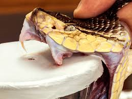 Milking snakes for venom to make anti-venom (or anti-venin)