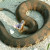 Water Moccasin (Cottonmouth) showing reason for nickname
