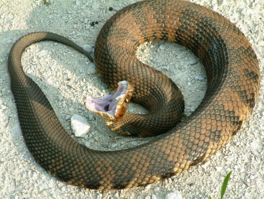 Water Moccasin (Cottonmouth) showing reason for nickname