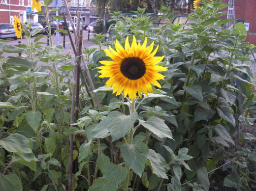 Sunflower growing in Cardiff